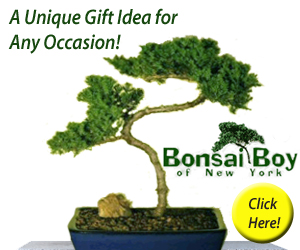 Bonsai Boy