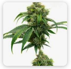 Seedcity Coupon