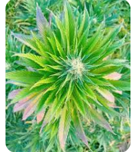 Cannaregalia Coupon